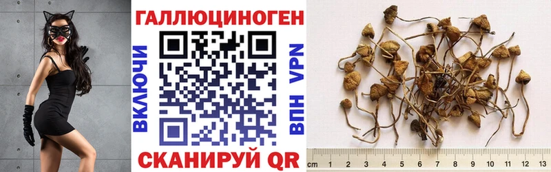 Псилоцибиновые грибы MAGIC MUSHROOMS  купить наркотики цена  Бокситогорск 